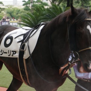 シーリア1勝クラスパドック①