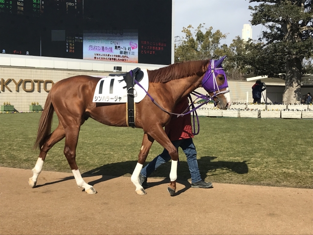 500万2着 シンハラージャ