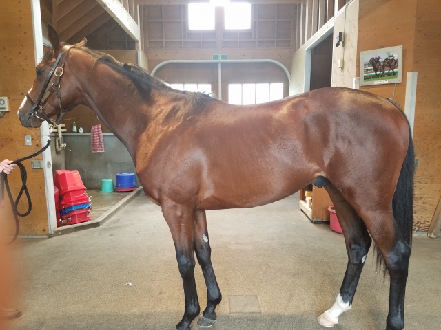 入厩直前6/7 ジェシー