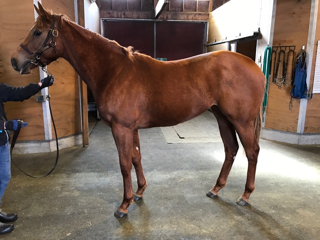 2/19　NF空港牧場にて クリストフォリ