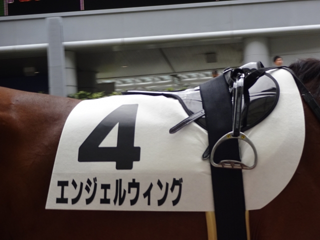 エンジェルウィング新馬戦パドック④ エンジェルウィング