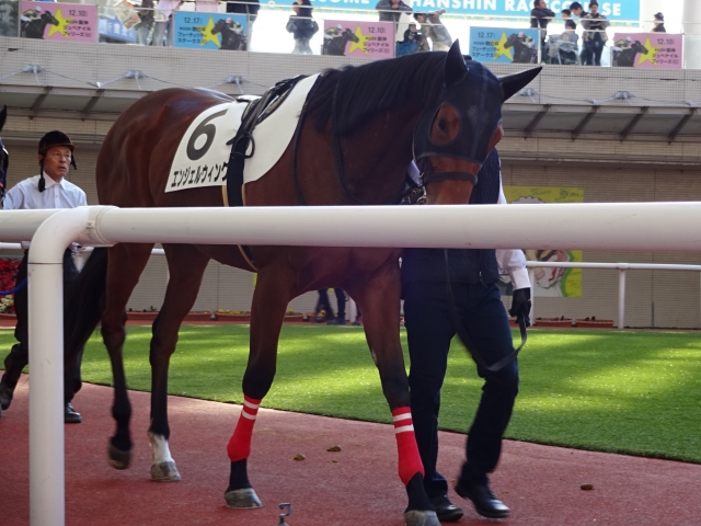 エンジェルウィング4戦目初勝利パドック① エンジェルウィング