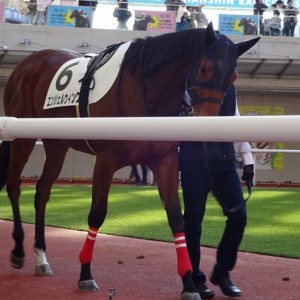 エンジェルウィング4戦目初勝利パドック①