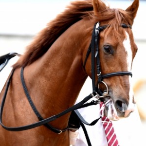 ２歳新馬戦　2017-1014