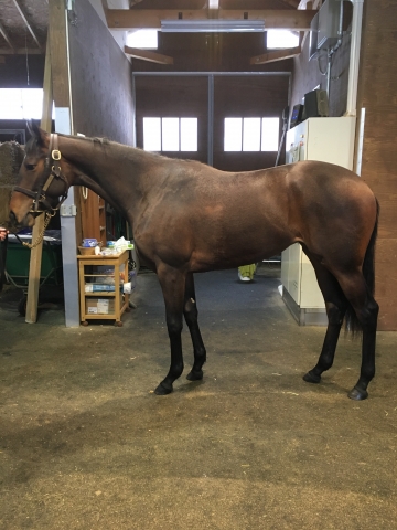 牧場にて メサルティム