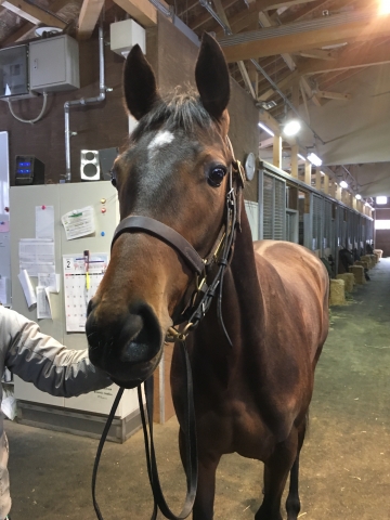 牧場にて メサルティム