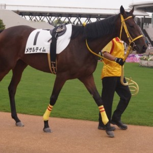 17/10/07パドック