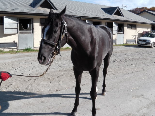 ノーザンファーム天栄 グローリーヴェイズ