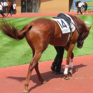 新馬戦パドック