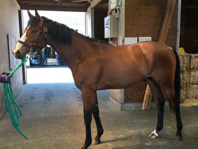 NF空港 ミスティックグロウ