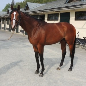 ＮＦ天栄にて放牧中のミスティックグロウ（20180430)