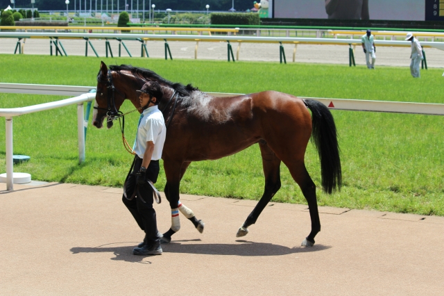 ウイナーズサークル ミスティックグロウ