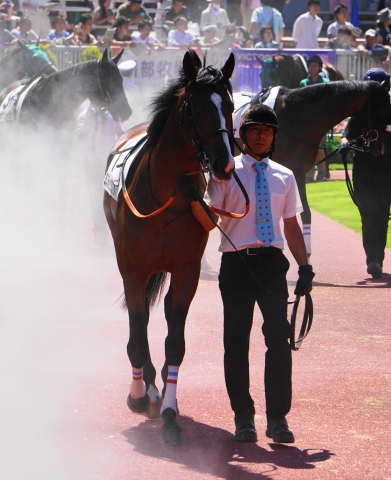 パドック ミスティックグロウ