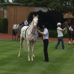 新馬戦パドック