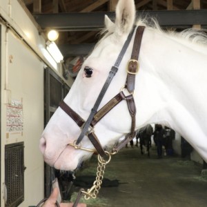 ノーザンファーム天栄