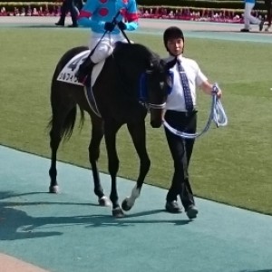 新馬戦パドック