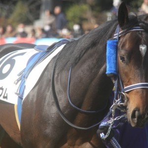 未勝利戦パドック