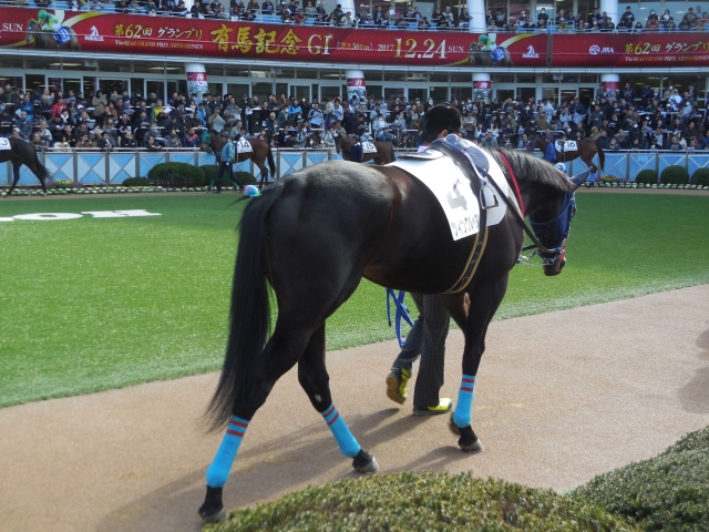新馬戦パドック ツィンクルペタル