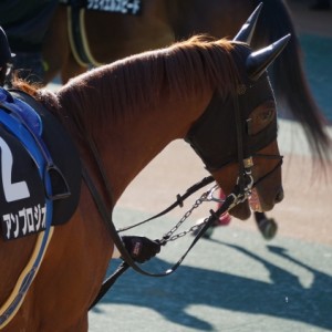 クロッカスステークス パドック