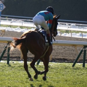 クロッカスステークス 本馬場入場2