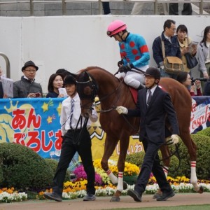 ニュージーランドトロフィー パドック