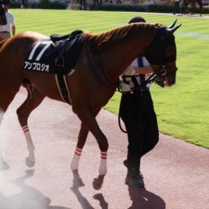 新潟日報賞 パドック