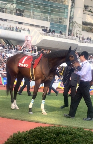 サンスポ杯阪神牝馬S GⅡ 2019 パドック サラキア