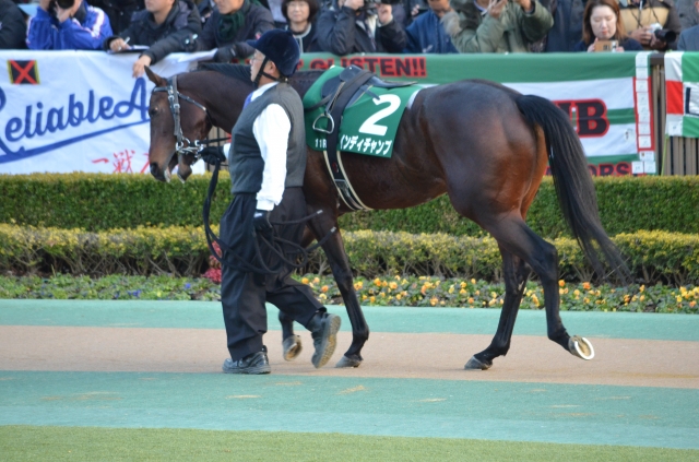 東京新聞杯パドック インディチャンプ