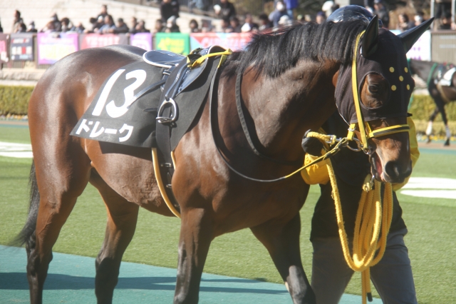 ゆりかもめ賞パドック ドレーク