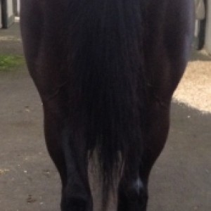 2017年6月10日 ( 2歳時 )