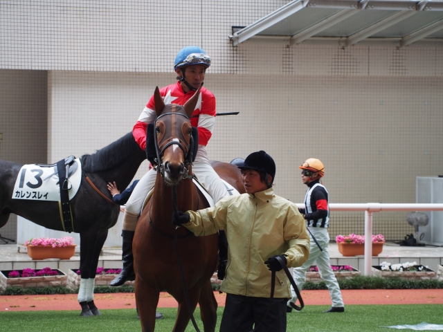 阪神未勝利パドック レッドガーランド