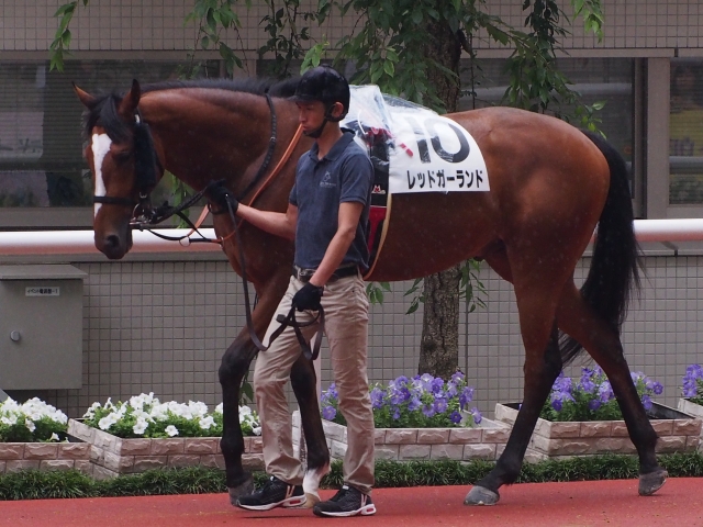 阪神未勝利１５着時　パドック レッドガーランド