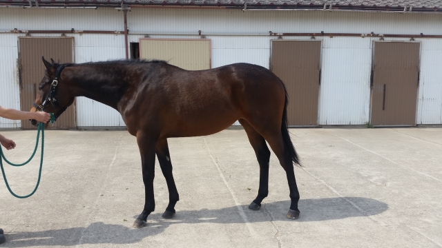 ジョイナスファーム4/15 レッドテオドーラ