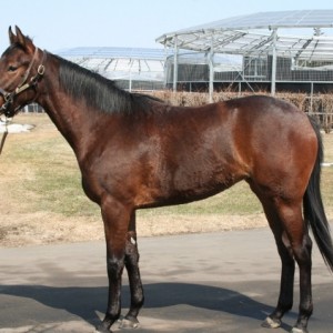 社台ファームにて