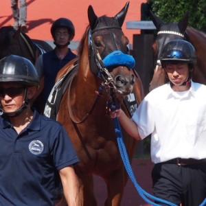 三面川特別パドック１