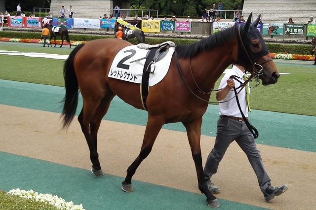 レッドレグナント　パドック レッドレグナント