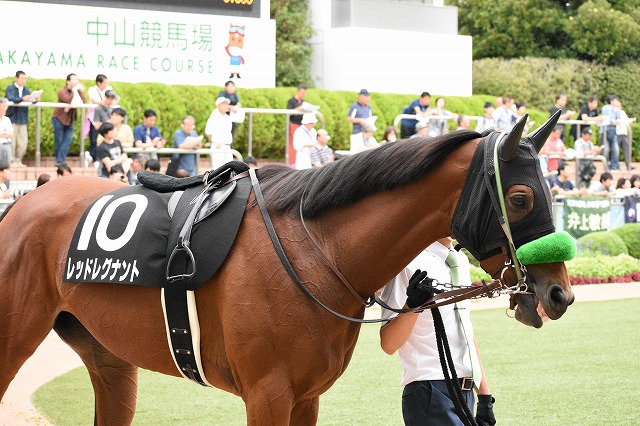 パドック② レッドレグナント