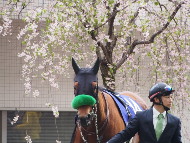 桜花賞パドック レッドレグナント