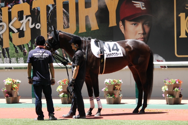 パドック レッドアグラード