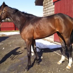 好馬体に成長！