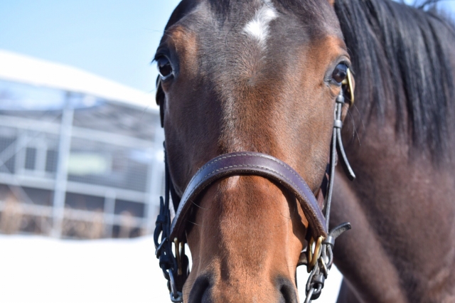 社台F レッドヴァール