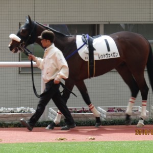 2018.3.3_3歳未勝利戦_パドック(1)