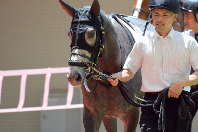 阪神未勝利戦 パドックにて レッドアルジーヌ