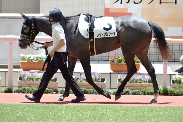 阪神未勝利戦 パドックにて レッドアルジーヌ