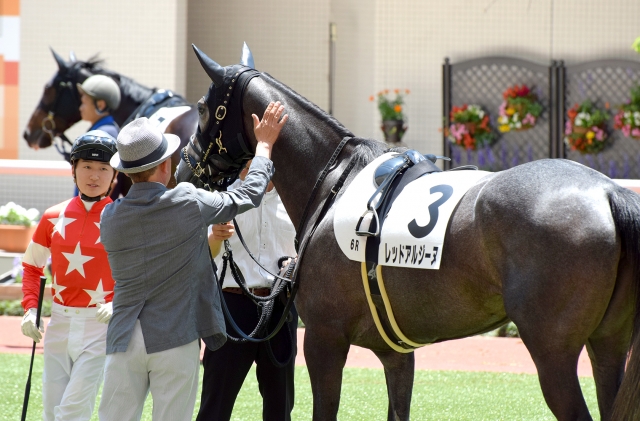阪神未勝利戦 パドックにて レッドアルジーヌ