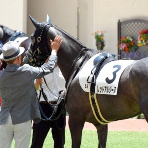 阪神未勝利戦 パドックにて