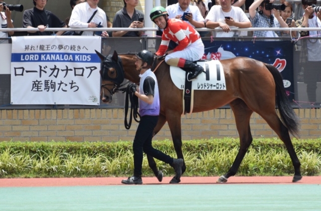 新馬戦パドックにて レッドシャーロット