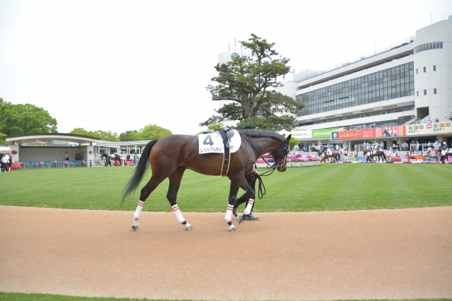 パドック レッドアルディ