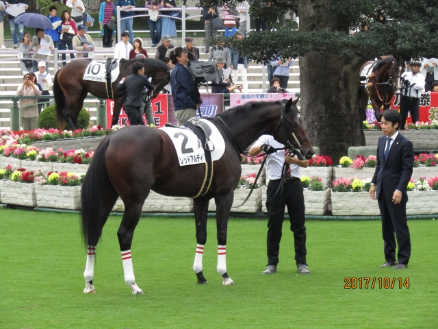 2017.10.14_2歳新馬戦_パドック(4) レッドアルディ