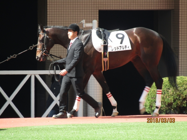 2018.3.3_3歳未勝利戦_パドック(1) レッドアルディ